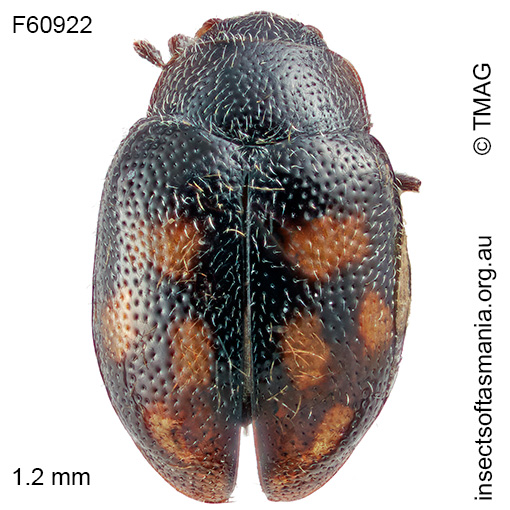 Rhyzobius quadrimaculatus male