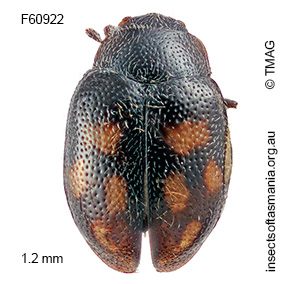Rhyzobius quadrimaculatus