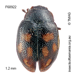 Rhyzobius quadrimaculatus