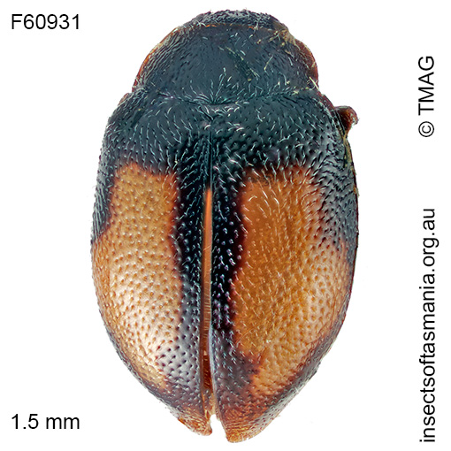 Rhyzobius quadrimaculatus female