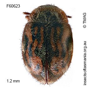 Rhyzobius tasmanicus