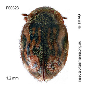Rhyzobius tasmanicus