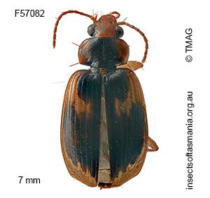 Sarothrocrepis elegans