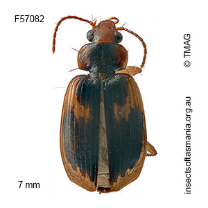 Sarothrocrepis elegans