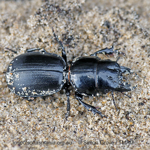Scaraphites rotundipennis