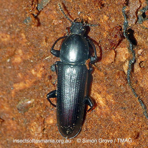 Tanylypa morio