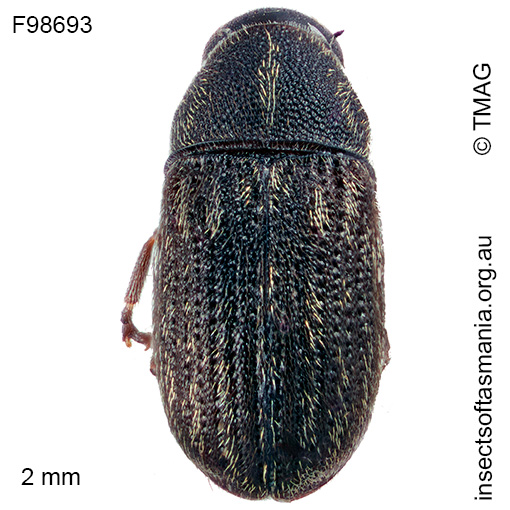 Anthribidae unplaced TFIC sp 04