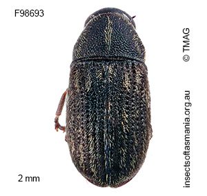 Araeocerodes sp TMAG_F98693