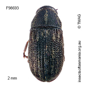 Araeocerodes sp TMAG_F98693