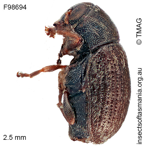Anthribidae unplaced TFIC sp 04