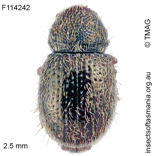 Anthribidae unplaced sp TMAG_F114242