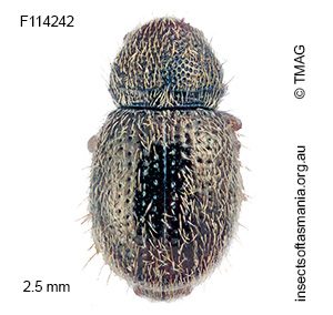 Xynotropis sp TMAG_F114242