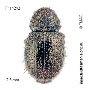 Xynotropis sp TMAG_F114242