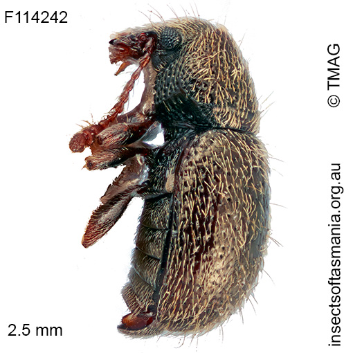 Anthribidae unplaced sp TMAG_F114242