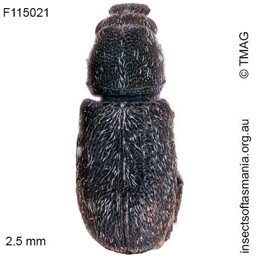Anthribidae-unplaced-sp-TMAG_F11939 Anthribidae unplaced sp TMAG_F11939