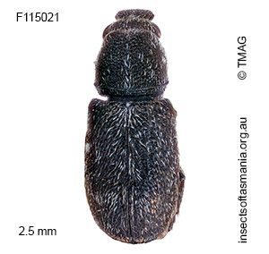 Anthribidae unplaced sp TMAG_F11939
