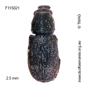 Anthribidae unplaced sp TMAG_F11939
