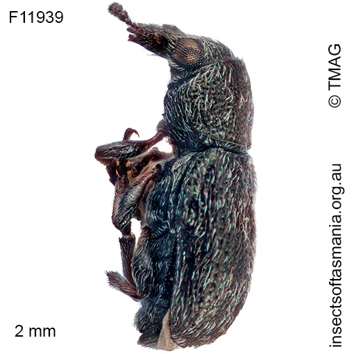 Anthribidae-unplaced-sp-TMAG_F11939_a Anthribidae unplaced sp TMAG_F11939