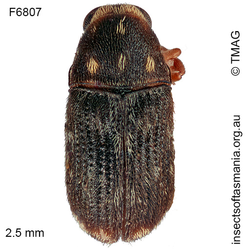 Anthribidae unplaced sp TMAG_F6807