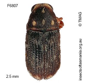 Deropygus sp. TMAG_F6807