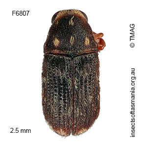 Deropygus sp. TMAG_F6807