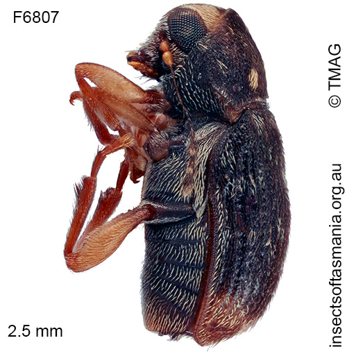 Anthribidae unplaced sp TMAG_F6807