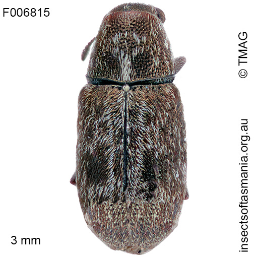 Anthribidae unplaced sp TMAG_F6815