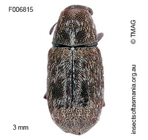 Anthribidae unplaced sp TMAG_F6815