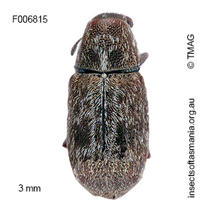 Anthribidae unplaced sp TMAG_F6815