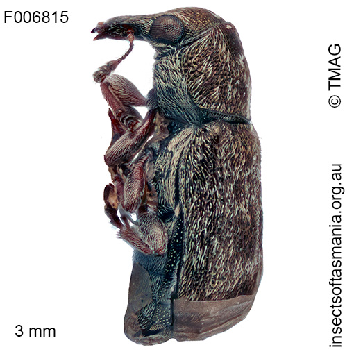 Anthribidae unplaced sp TMAG_F6815