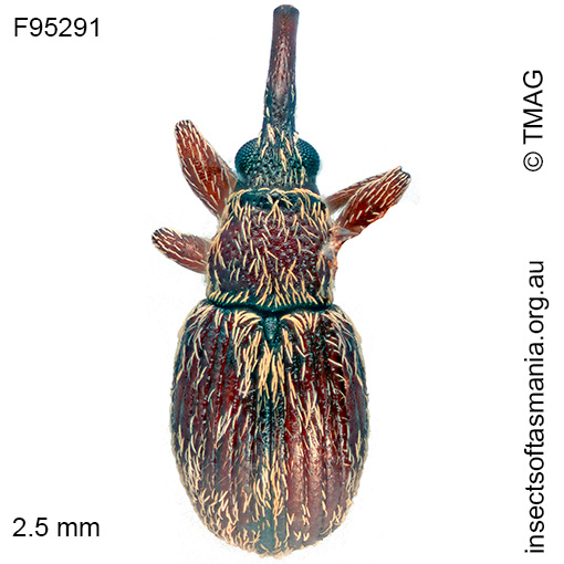 Apioninae unplaced sp TMAG_F95291