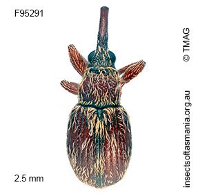Apioninae unplaced sp TMAG_F95291
