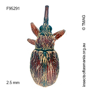 Apioninae unplaced sp TMAG_F95291
