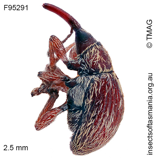 Apioninae unplaced sp TMAG_F95291