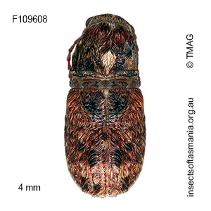 Erichsonocis TFIC sp 01