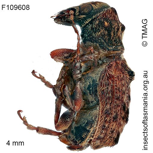 Cacephatus sericeus