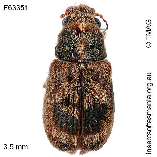 Erichsonocis-TFIC-sp-02 Erichsonocis TFIC sp 02