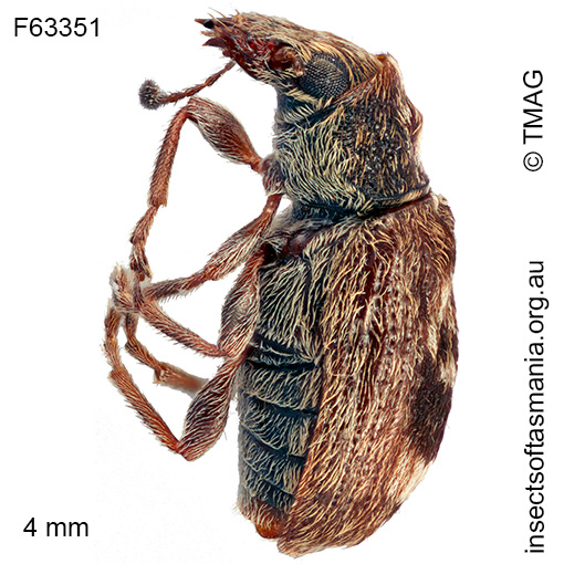 Erichsonocis-TFIC-sp-02_a Erichsonocis TFIC sp 02