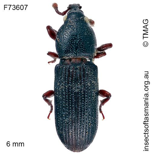 Cossonus TFIC sp 01