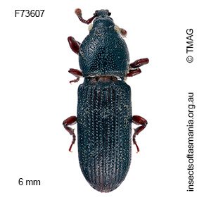 Cossonus TFIC sp 01