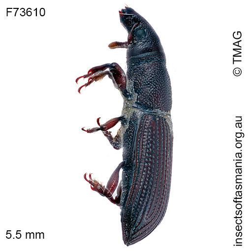 Cossonus TFIC sp 01