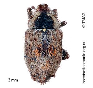 Cryptorhynchini gen nr Tychreus sp TMAG_F74264