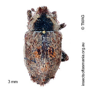 Cryptorhynchini gen nr Tychreus sp TMAG_F74264