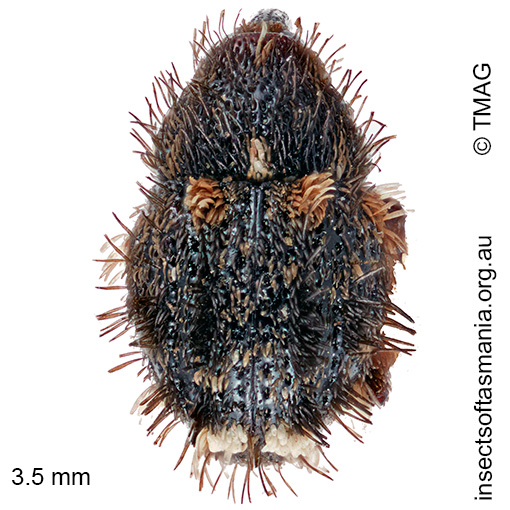 Decilaus sp nr seriatopunctatus