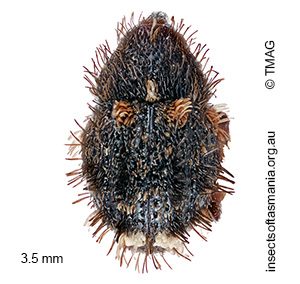 Decilaus sp nr seriatopunctatus
