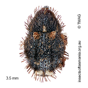 Decilaus sp nr seriatopunctatus