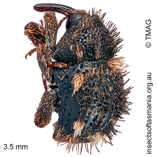 Decilaus sp nr seriatopunctatus