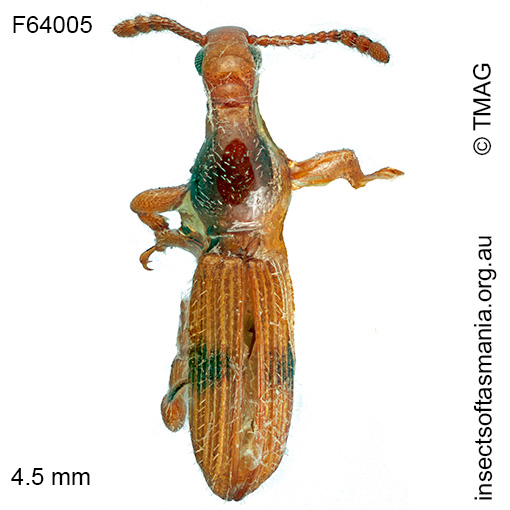 Cyphagogus TFIC sp 01