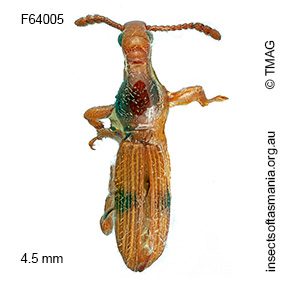 Cyphagogus TFIC sp 01