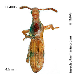 Cyphagogus TFIC sp 01